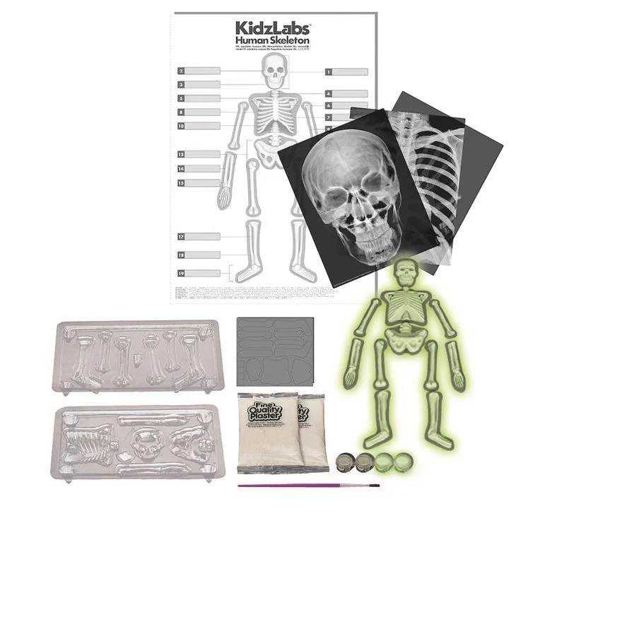4M KIDZLABS - HUMAN SKELETON - Image 2