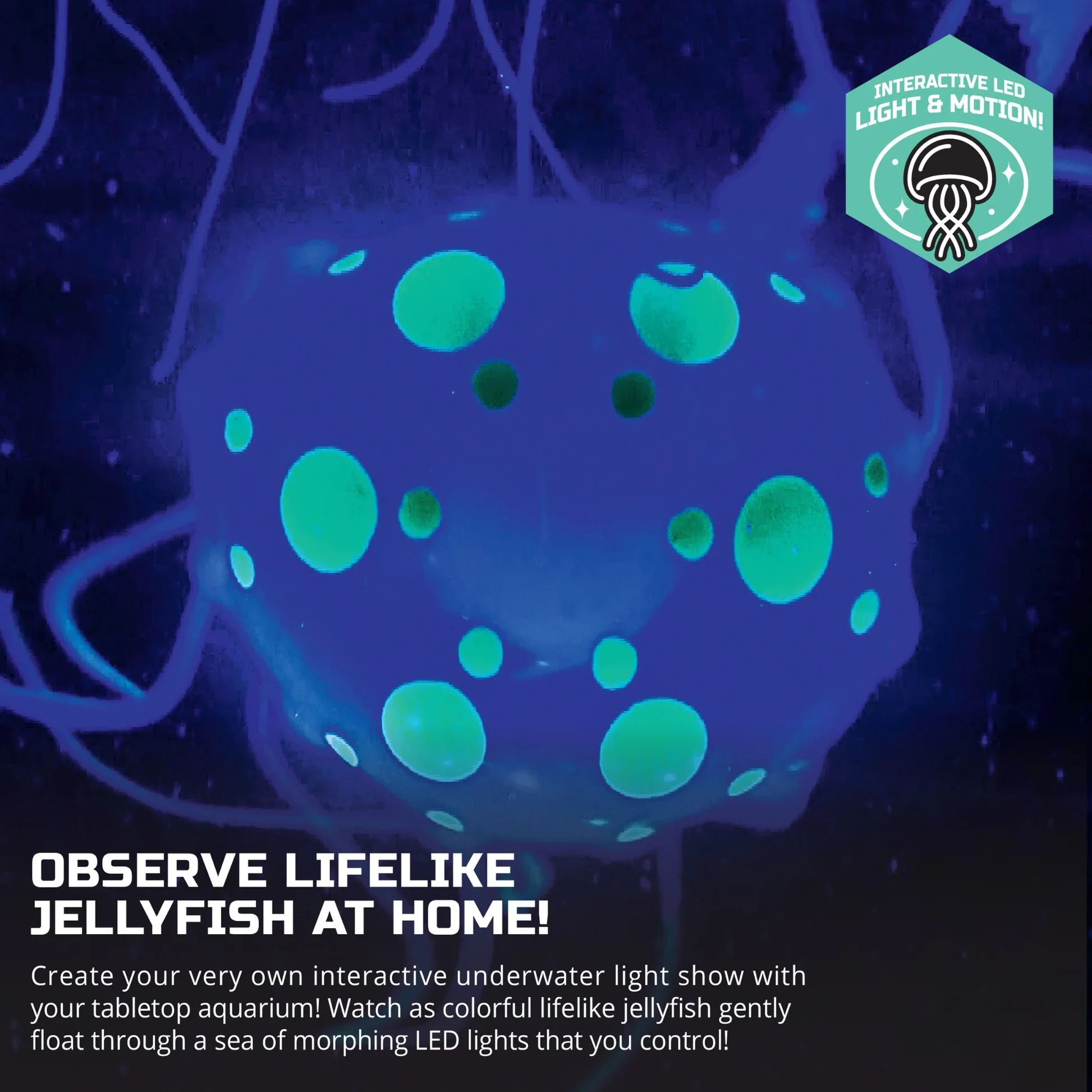 DISCOVERY JELLYFISH AQUARIUM - Image 5
