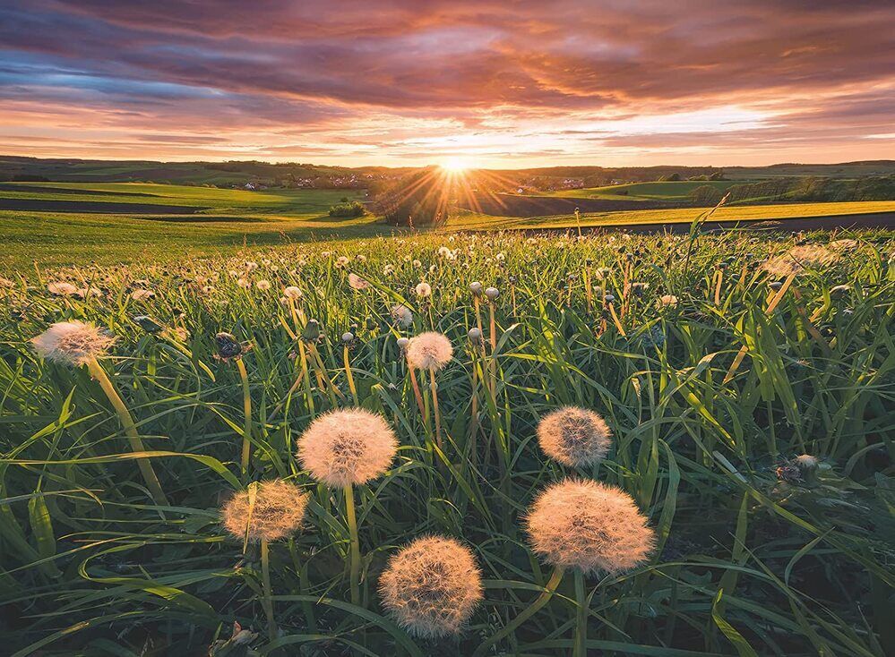 RBURG - DANDELIONS AT SUNSET PUZZLE 500PC - Image 2