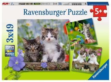 RBURG KITTENS