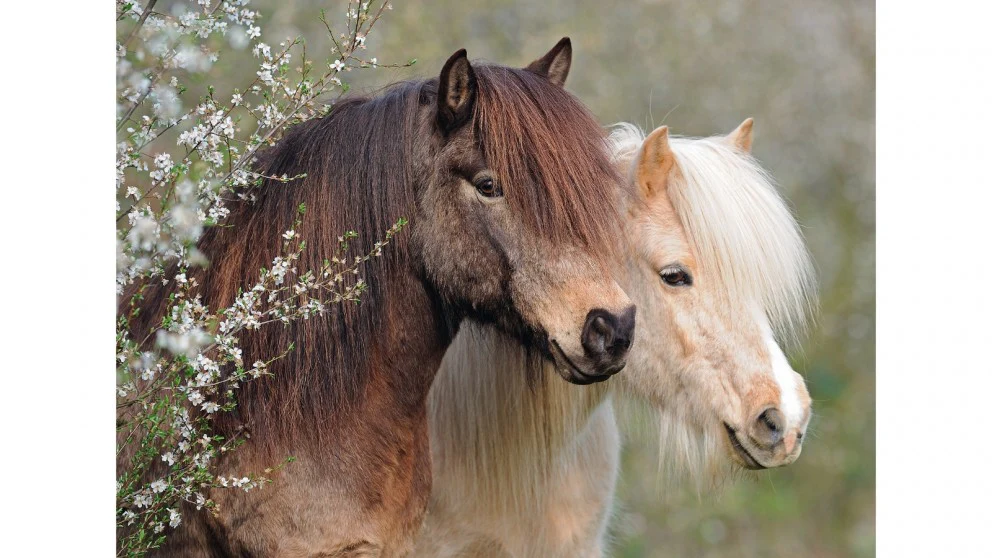 RAVENSBURGER PERFECT PONIES 150PC PUZZLE - Image 2