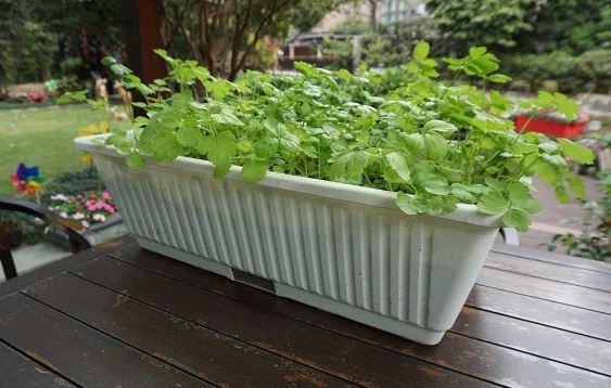 TWIGZ - PLANTER BOX - Image 3