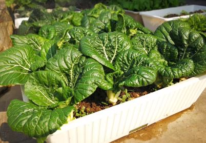 TWIGZ - PLANTER BOX - Image 4